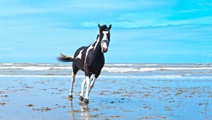 Wadden Islands